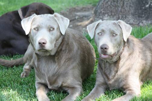 are there silver labradors